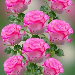 Meet your Posher, Luz maria